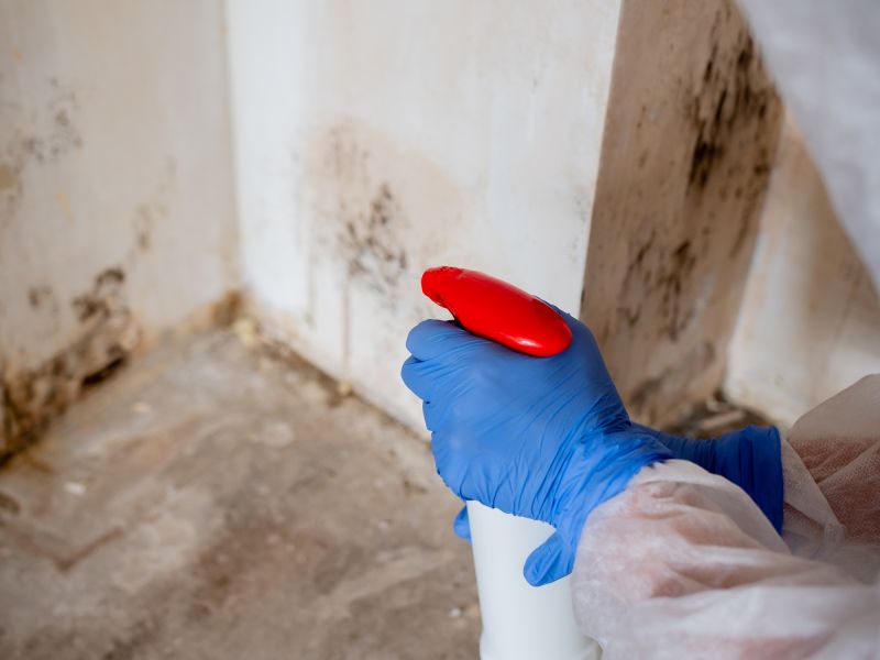 Mold Removal Process